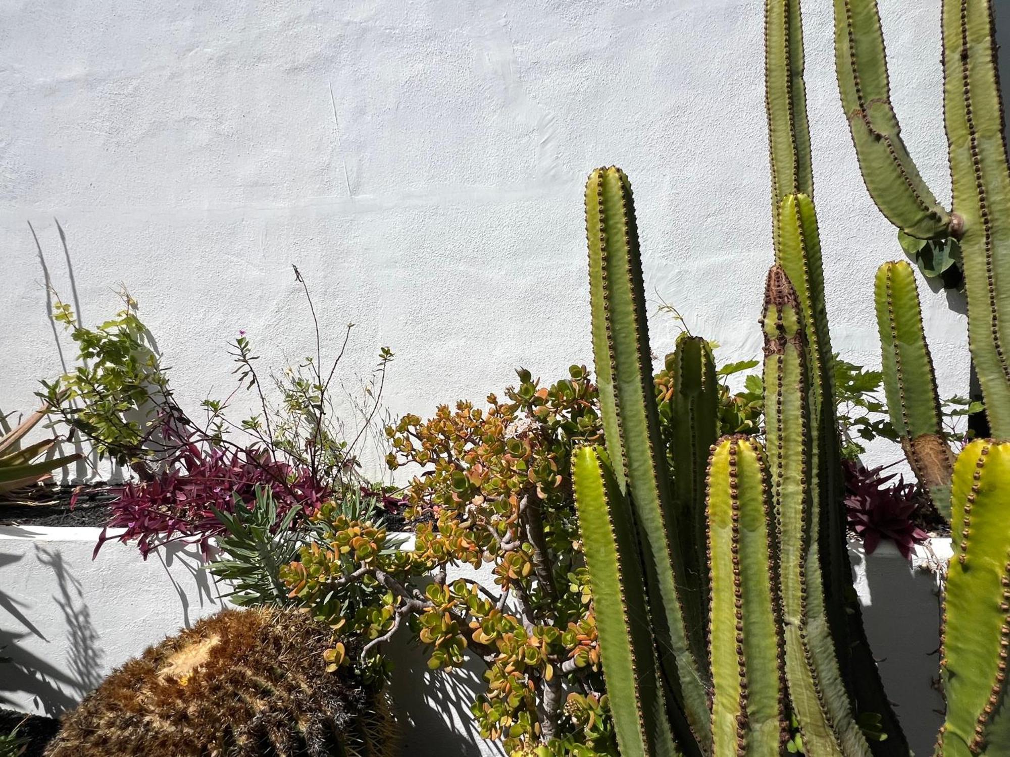 Oasis En Lanzarote Villa Costa Teguise Eksteriør billede